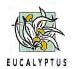 Eucalyptus